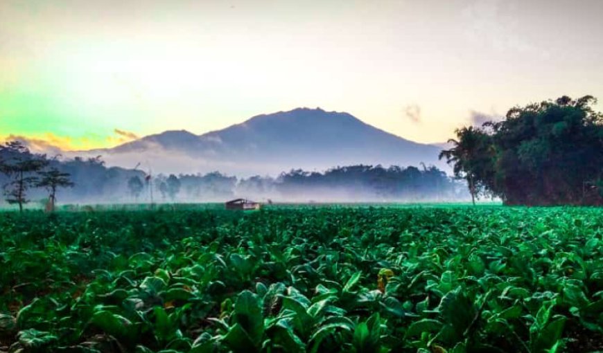 Kampung 'Terlucu', Ternyata Ada di Kabupaten Jember