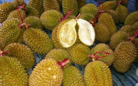 Maling Durian Beraksi, Dua Pohon Milik Warga Sumberjambe Digasak Habis