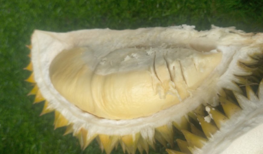 Durian Legit Mentega, Rasanya Memang Menggoda
