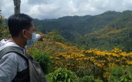 Di Jember, Ada Hamparan Bunga Mirip Sakura Jepang