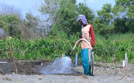 PLN Berhasil Tekan Operasional Petani Bawang 90 Persen