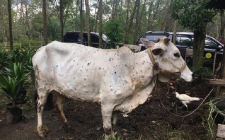 Belasan Sapi di Lambar Positif Terjangkit Wabah LSD