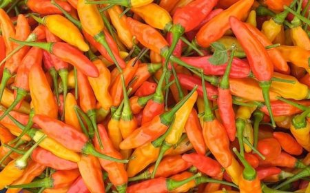 Harga Cabai di Jember, Mendadak Anjlok