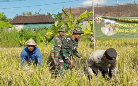 Klungkung Mulai Panen Padi Ciherang