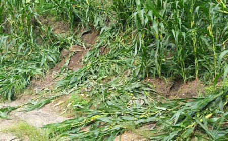 Gajah Liar Diduga Rusak Pertanian Jagung di Agara