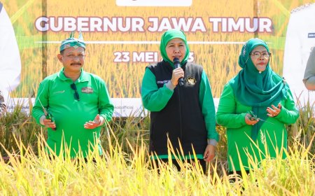 Datang ke Situbondo, Gubernur Khofifah Panen Raya Bersama Bupati Karna