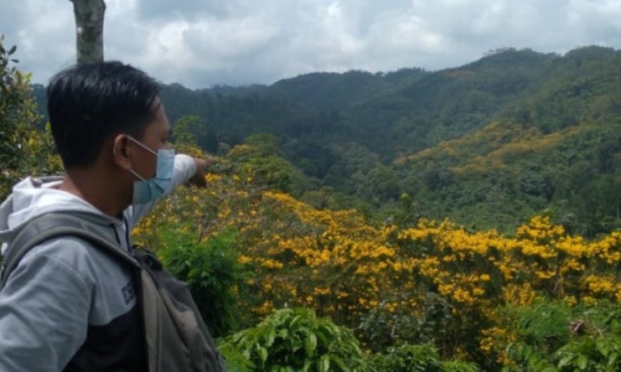 Di Jember, Ada Hamparan Bunga Mirip Sakura Jepang