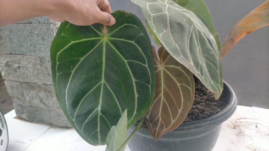 Bunga 'Kuping Gajah', Diminati Lintas Generasi