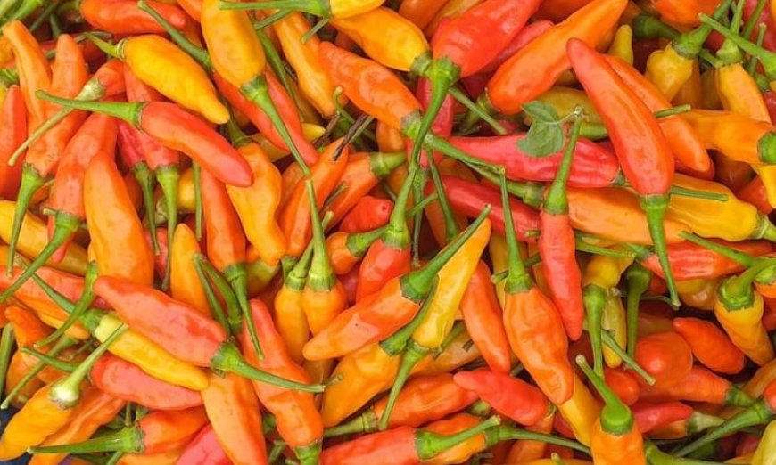 Harga Cabai di Jember, Mendadak Anjlok