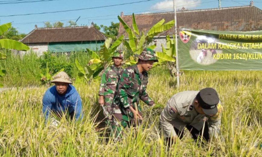 Klungkung Mulai Panen Padi Ciherang