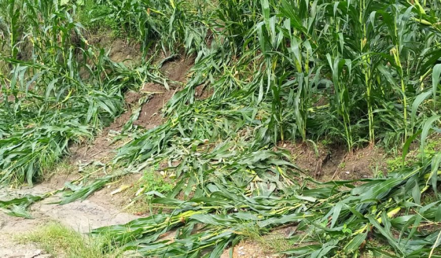 Gajah Liar Diduga Rusak Pertanian Jagung di Agara