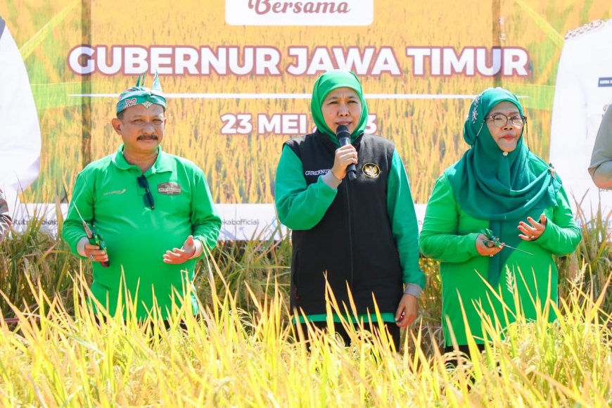 Datang ke Situbondo, Gubernur Khofifah Panen Raya Bersama Bupati Karna