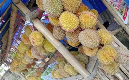 Bulan November, Durian Sumberjambe Mulai Panen Raya