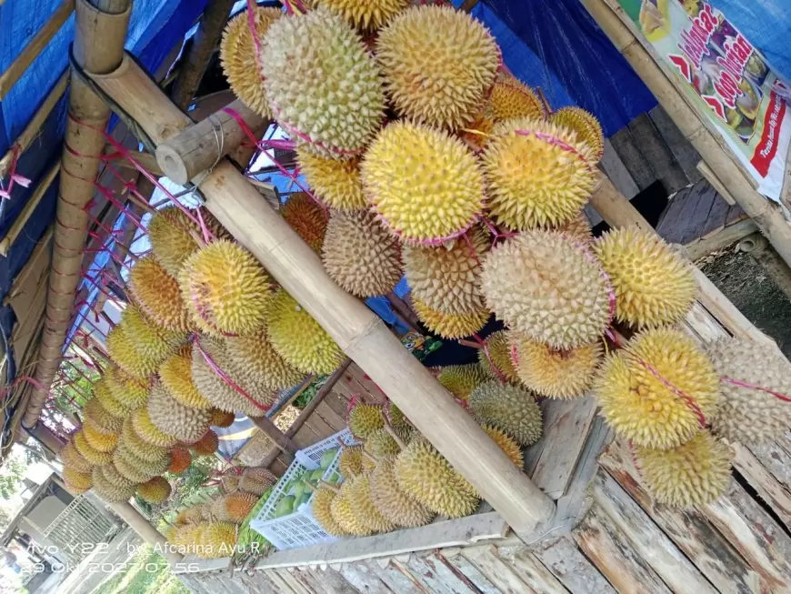 Bulan November, Durian Sumberjambe Mulai Panen Raya